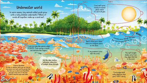 Look Inside a Coral Reef Board book, Minna Lacey